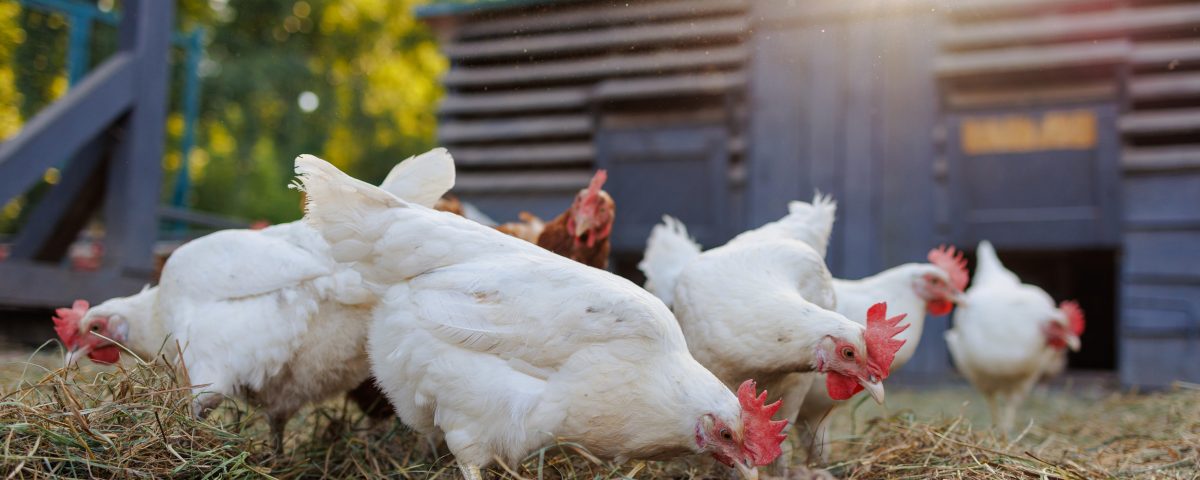 Chickens and chicken coops in Indiana