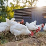 Chickens and chicken coops in Indiana