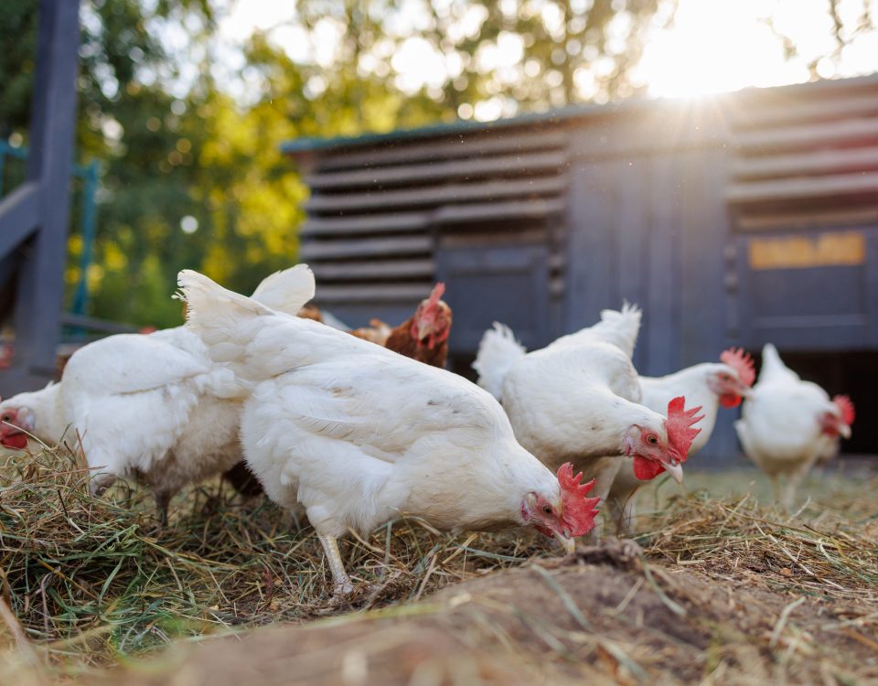 Chickens and chicken coops in Indiana
